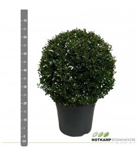 Ilex cr luxus  globe Ø 30 h 60