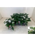 Pentas blanc pot de 13
