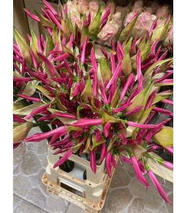 Nerine Ras van roon 70 cm