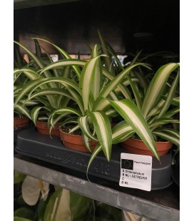 Chlorophytum Ø 8.50