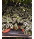 Pilea Ø 09