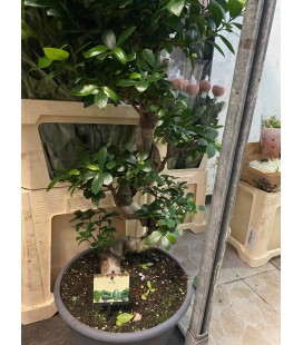 Ficus Ginseng Ø 30 h 85