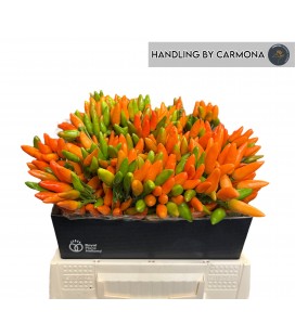 Capsicum Orange fire 40 cm