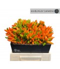 Capsicum Orange fire 40 cm