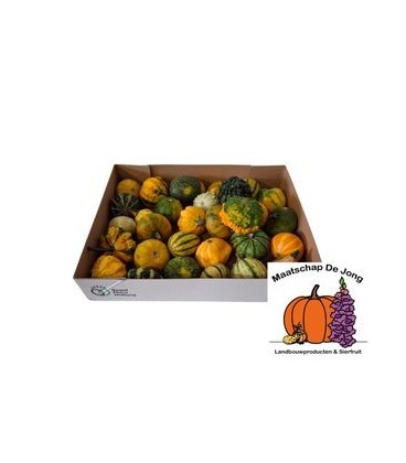 Coloquintes pepo mix 