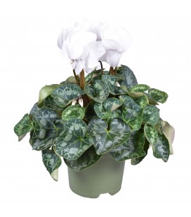 Cyclamen Halios Ø 17 blanc