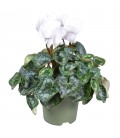 Cyclamen Halios Ø 17 blanc
