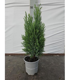 Ellwoodie Pot de 10.5 