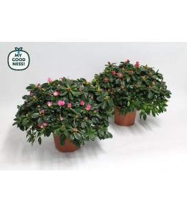 Azalée Bea Fleurie Pot de 18 