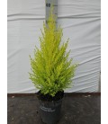 Goldcrest wilma pot de 13 50/55 cm