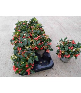 Gaulteria pot 10.5