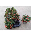 Gaulteria pot 10.5