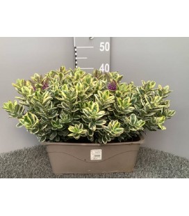 Veronique Panaché Jardiniere 40 cm 