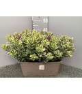 Veronique Panaché Jardiniere 40 cm 