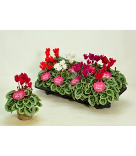 Cycla mini pot de 11 picasso