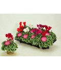 Cyclamen Mini Pot de 11 Picasso