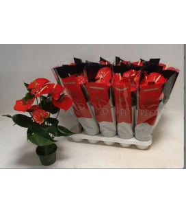 Anthurium Querida Ø 12