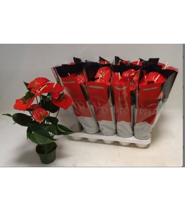 Anthurium Querida Ø 12