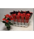 Anthurium Querida Ø 12