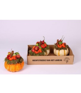 Curcubitacée