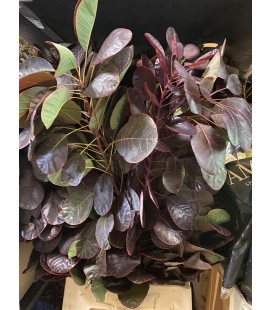 Cotinus Royal purple 70 cm