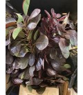 Cotinus Royal purple 70 cm