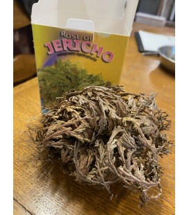 Rose de Jericho seche x1