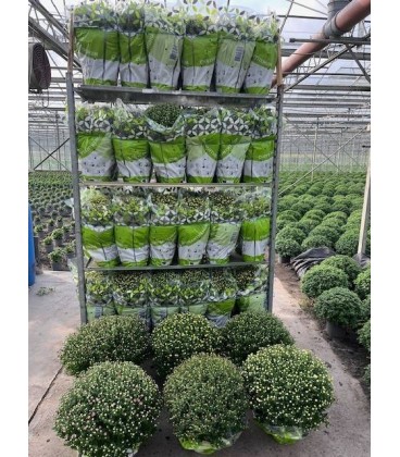 Chrysantheme pom  de 19h 50 DIA 50