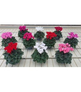Cyclamen Mini mix Ø 10.5
