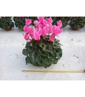 Cyclamen mix Ø 13.5