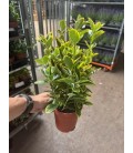 Fusain aureus pot de 13 H35
