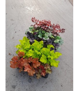 Heuchere Hybride Mix a etage Ø10.5
