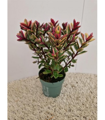 Veronique Addenda tricolor Ø 10.5