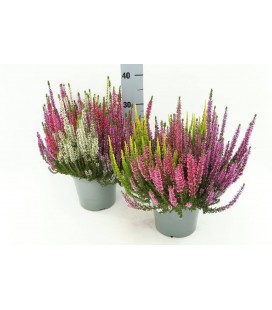 Calluna pot de 17 trico H 25 cm