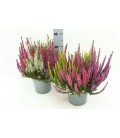 Calluna pot de 17 trico H 35 cm