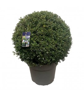 Ilex Crenata Ø 40 60/65 cm