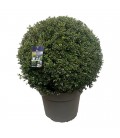 Ilex Crenata Ø 40 60/65 cm