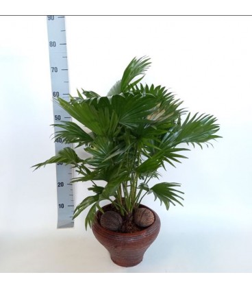 Livistonia Rotundifolia 60 Cm