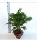 Livistonia Rotundi Pot de 26 h 65