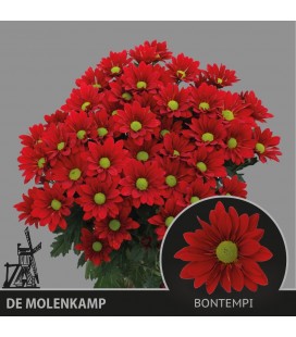 Chrysantheme Bontempi 70 cm x 5