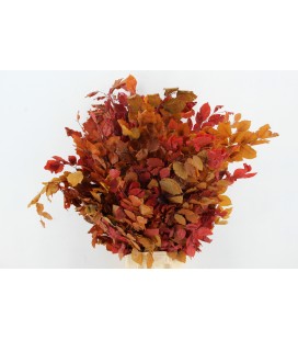 Feuilles de hêtre PF Bs Automne 150