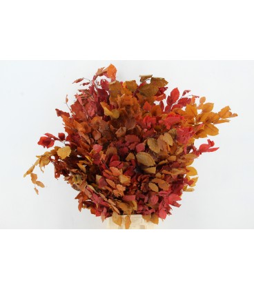 Feuilles de hêtre PF Bs Automne 150