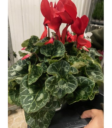 Cyclamen Halios Bordeau Ø 17