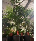 Howea forsteriana Ø 24 h 180