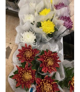 Chrysantheme cosmo mix Ø 09