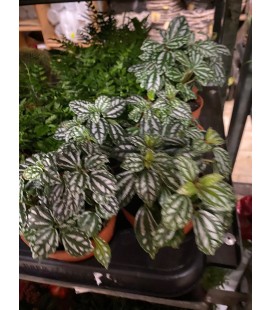 Fittonia Ø 8.50
