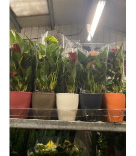 Anthurium mix pot de 9