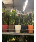 Anthurium mix pot de 9