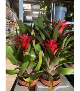 Guzmania mix Ø 10.5