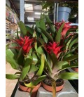 Guzmania mix Ø 10.5
